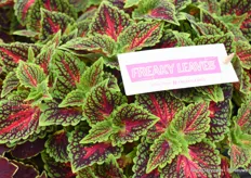 This rare looking plant is called Coleus Space Cake from the brand Freaky Leaves by Dummen Orange.